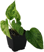 Josh's Frogs Epipremnum aureum Pothos (Marble Queen)