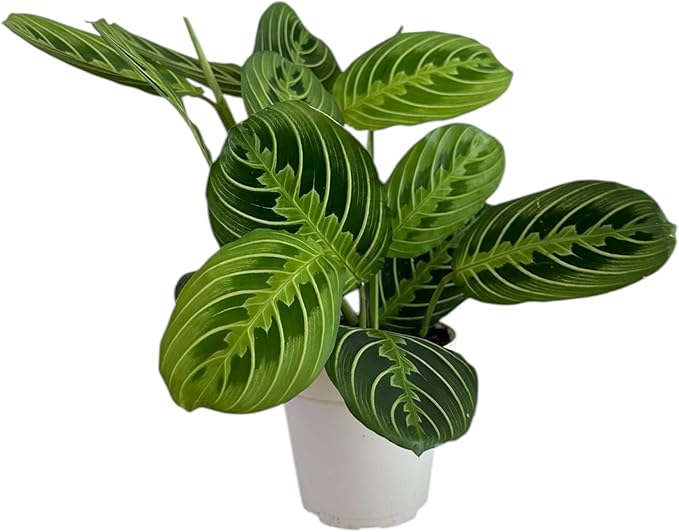 Live Plant, Lemon Lime Maranta Prayer Plant, Pet Friendly, Air Purifying Plant, Easy Care, Easy to Grow Live Indoor Plant, Houseplant, Rare Indoor Plant, Home Décor Pot (Nursery Pot)