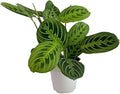Live Plant, Lemon Lime Maranta Prayer Plant, Pet Friendly, Air Purifying Plant, Easy Care, Easy to Grow Live Indoor Plant, Houseplant, Rare Indoor Plant, Home Décor Pot (Nursery Pot)