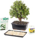 Brussel's Bonsai - Live Dwarf Jade Bonsai Tree in a Grower Bonsai Pot, Indoor Succulent Houseplant, 3 Years Old, 5-8 Inches Tall, Easy Care Plant for Home or Office (Small, Green)