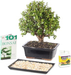 Brussel's Bonsai - Live Dwarf Jade Bonsai Tree in a Grower Bonsai Pot, Indoor Succulent Houseplant, 3 Years Old, 5-8 Inches Tall, Easy Care Plant for Home or Office (Small, Green)