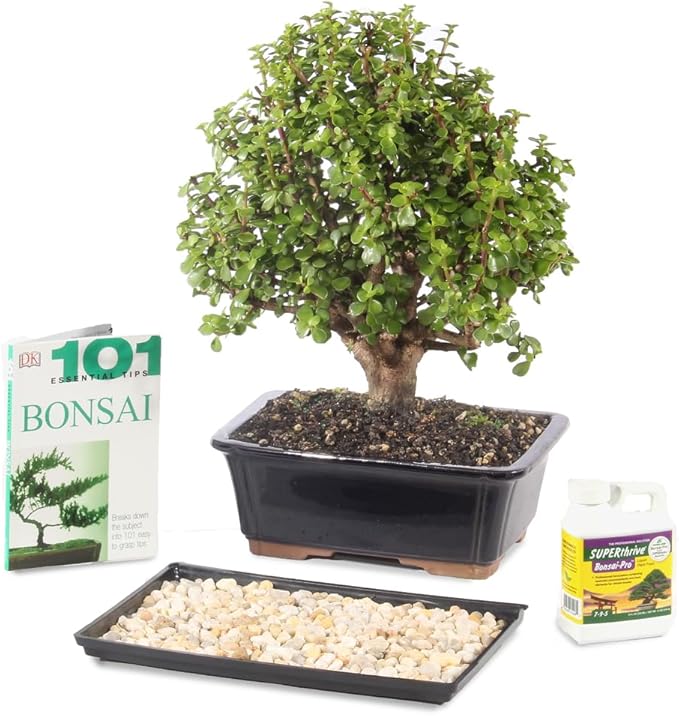 Brussel's Bonsai - Live Dwarf Jade Bonsai Tree in a Grower Bonsai Pot, Indoor Succulent Houseplant, 3 Years Old, 5-8 Inches Tall, Easy Care Plant for Home or Office (Small, Green)