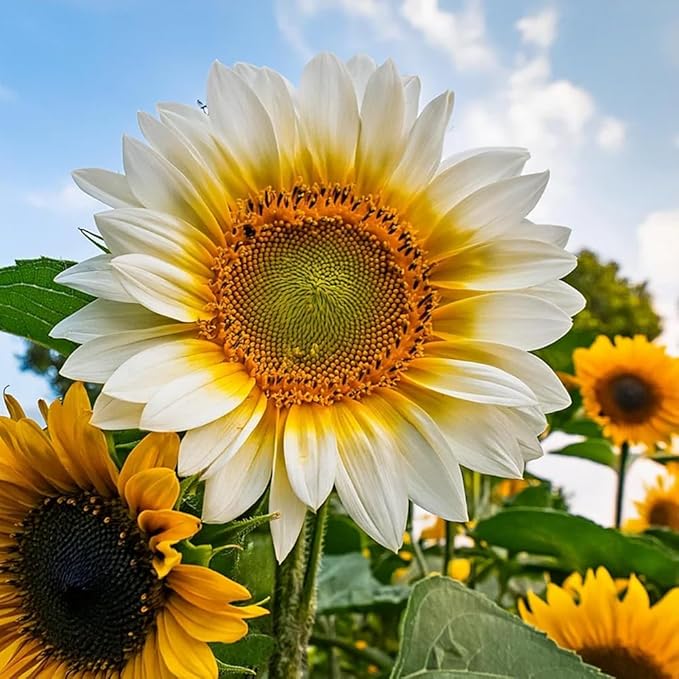 100+ Rare Sunflower Seeds for Planting Outdoor-Exotic Sunflower Seeds-Sun Flower Seed Non-GMO Heirloom Blooms in Home Garden