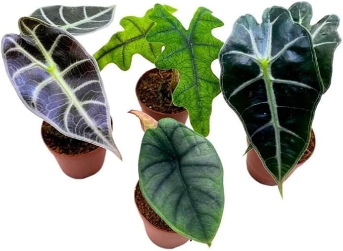 BubbleBlooms Rare Alocasia Assortment, 2 inch Set of 4, Jewel, Jacklyn, Cuprea Pixie Plants
