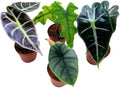BubbleBlooms Rare Alocasia Assortment, 2 inch Set of 4, Jewel, Jacklyn, Cuprea Pixie Plants