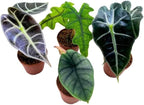 BubbleBlooms Rare Alocasia Assortment, 2 inch Set of 4, Jewel, Jacklyn, Cuprea Pixie Plants