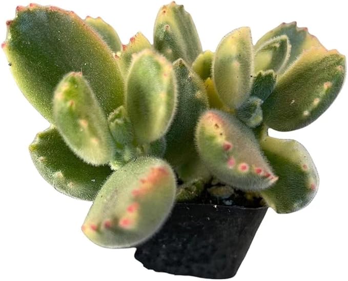 Live Succulent Cactus Plants from USKC (2" Pot) (Cotyledon tomentosa Bear's Paw Variegata)