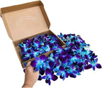 Miami Fresh Orchid Loose Bloom PERISHABLE flowers OrchidClub USA Sunne Tropical DIY lei, food & drink decoration (100 BLUE)