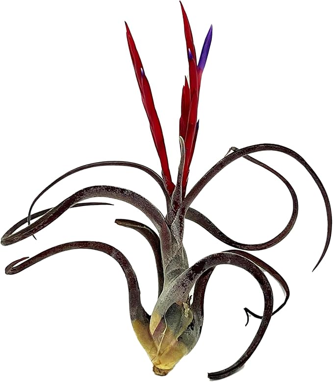 ragnaroc Air Plants - Flowering Tillandsia Caput Medusae, Large 5-7" - 1ct - Live Arrival Guaranteed - House Plants for Home Decor & Gift