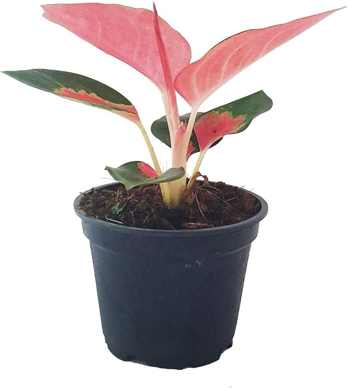 Pink Pearl Chinese Evergreen Plant - Aglaonema - Low Light - 4" Pot