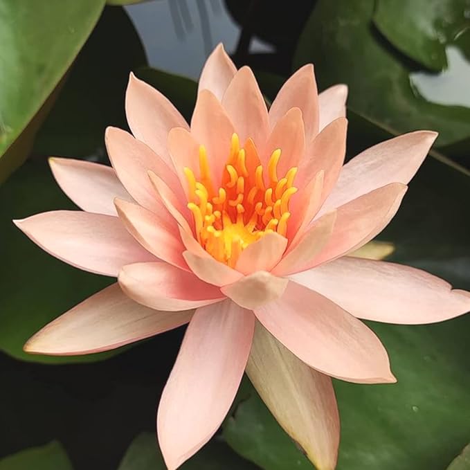 Mainam Orange Nymphaea Colorado Live Aquarium Plant Hardy Water Lilies Tuber for Freshwater Fish Pond Balcony