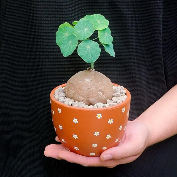 Stephania Erecta Bulb Style Plant in 2.5 – 3" Inch Pot | Stephania Cephalantha Live Caudex | Easy Indoor Growing | Decorative Addition to Home & Office | Ideal for Unique Plant Gifts