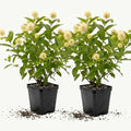 2 Button Bush Live Shrubs in 4 Inch Pot Plant, Native Buttonbush 12-18 Inch Tall, Flowering Shrubs for Rain Gardens, Pond Edges & Outdoor Landscaping