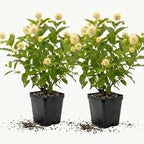 2 Button Bush Live Shrubs in 4 Inch Pot Plant, Native Buttonbush 12-18 Inch Tall, Flowering Shrubs for Rain Gardens, Pond Edges & Outdoor Landscaping