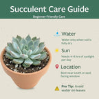 Creations by Nathalie Succulent Plants – Assorted Small Indoor Succulents, Bulk Easy Care Live Plants for Events, Wedding Favors, Home, Office & Terrariums (1)