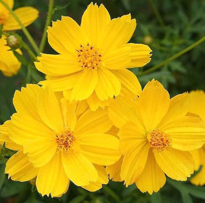 Gold Crest Cosmos - Long Blooming Season - 2 to 3 Feet Tall