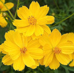 Gold Crest Cosmos - Long Blooming Season - 2 to 3 Feet Tall