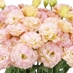 Eustoma Lisianthus Plant Live, Lisianthus Flowers Well Rooted Plug 2-3 Inch Height, Lisianthus Thornless Roses Seedling (Pink Yellow Lisianthus)