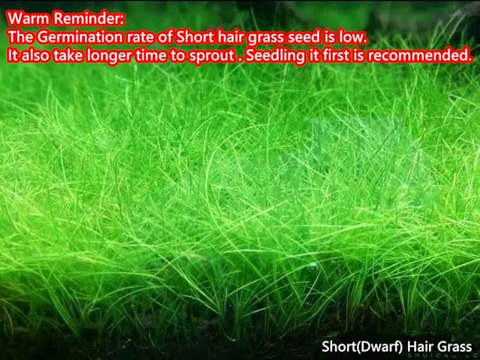 4 Bags Aquarium Plant S.e.e.ds, not Artificial Plastic Plant, Fish Tank Live Grass for All Substrate (0.36ozTiny+0.36oz Long+0.36oz Short+0.36oz Big Dual) ZQV-014
