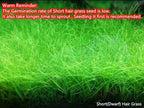 3 Aquarium Plants Set, (0.36ozTiny+0.36oz Long+0.36oz Short) Fresh Water Replacement for artificial, not Plastic, 3 types (0.36ozTiny+0.36oz Long+0.36oz Short) 28ABC, Green