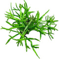 Rhipsalis ewaldiana - Live Succulent Plant, 2 Inch Clay Pot, Thin Trailing Green Stems with Branching Form, Easy Care Pet Friendly Plant for Hanging Planters, Home Decor