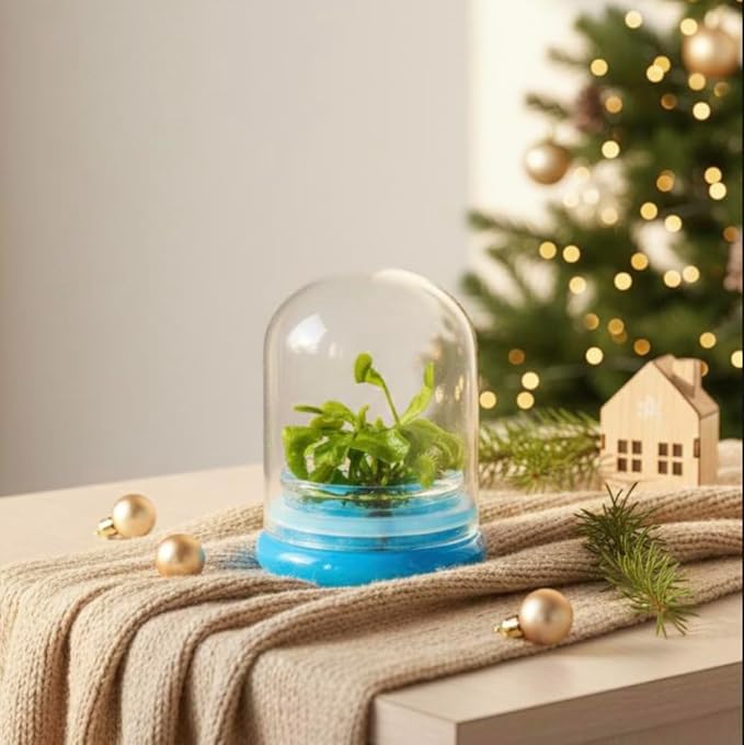 Venus Fly Trap, Fly Trap Carnivorous Plant, a Fun & Live Gift!