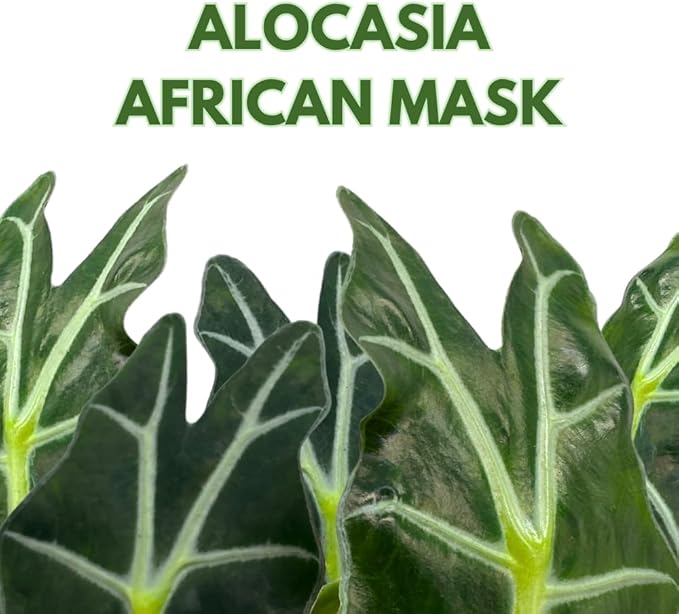 BubbleBlooms Alocasia African mask, 4 inch amazonica Polly