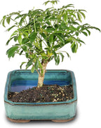 Brussel's Bonsai Live Hawaiian Umbrella Bonsai Tree - Medium, 5 Year, 6 to 10 Inches Tall - Indoor Bonsai Tree with Water Bonsai Pot
