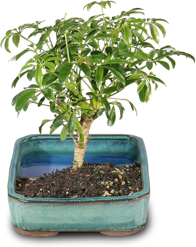 Brussel's Bonsai Live Hawaiian Umbrella Bonsai Tree - Medium, 5 Year, 6 to 10 Inches Tall - Indoor Bonsai Tree with Water Bonsai Pot