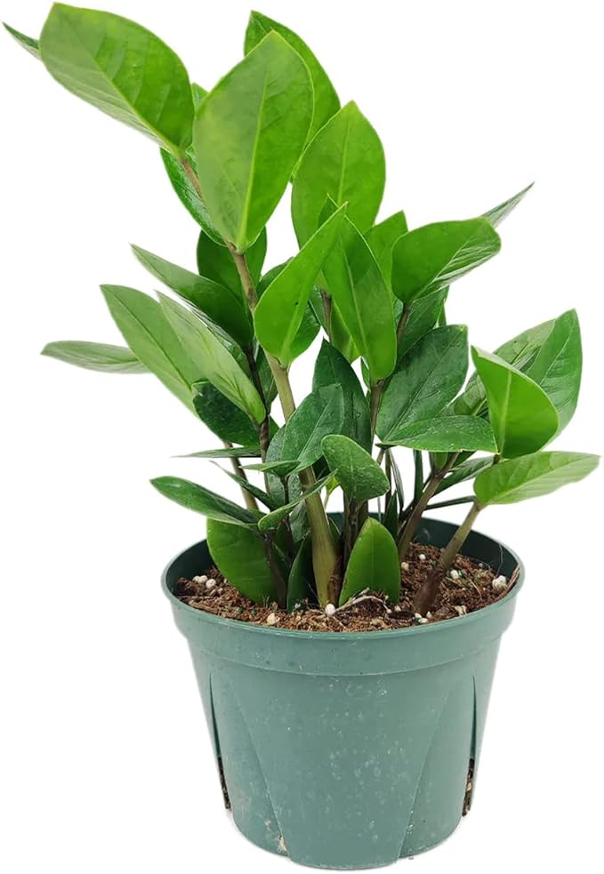 ZZ Plant (6" Grower Pot) - Low Light and Healthy Houseplant - Easy to Care, Easy to Grow Plants for Beginners - Live Healthy Houseplant for Home Office Decoration - Air-Purifying Indoor Plant