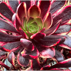 4" Aeonium Superbang Succulents Plants Live, Rare Succulent Plants Fully Rooted in Succulent Soil, Unique Live House Plant for Home Office Decor, by The Succulent Cult