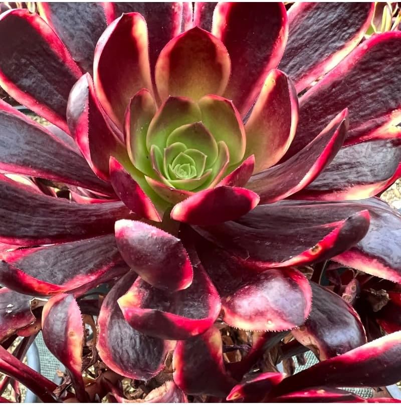 4" Aeonium Superbang Succulents Plants Live, Rare Succulent Plants Fully Rooted in Succulent Soil, Unique Live House Plant for Home Office Decor, by The Succulent Cult
