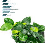SubstrateSource Live Planted Decor - Anubias Nana Petite (Anubias barteri VAR. Nana 'Petite') on Nano Driftwood - Low to Moderate Light, Deep Green Rounded Leaves, Foreground Tank Placement - 5 Pack
