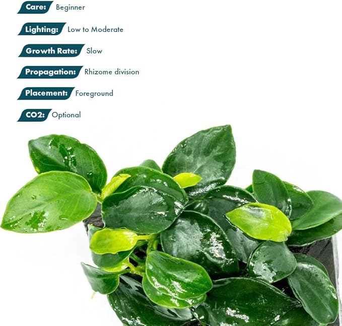 SubstrateSource Live Planted Decor - Anubias Nana Petite (Anubias barteri VAR. Nana 'Petite') on Nano Driftwood - Low to Moderate Light, Deep Green Rounded Leaves, Foreground Tank Placement - 5 Pack