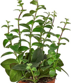 Lipstick Plant Live Plant for Indoor | Different Houseplants in 4'' & 6'' Pot | Real House Plant for Living Room, Office, Desk & Bathroom | Lipstick Plant | Aeschynanthus