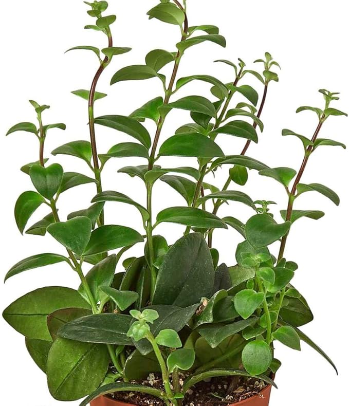 Lipstick Plant Live Plant for Indoor | Different Houseplants in 4'' & 6'' Pot | Real House Plant for Living Room, Office, Desk & Bathroom | Lipstick Plant | Aeschynanthus