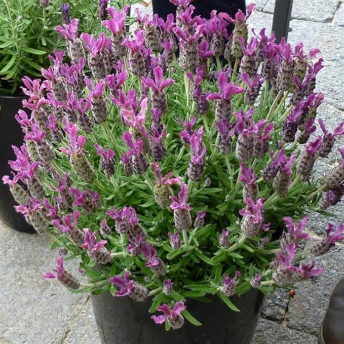 4 Lavender Plants Live Starter Plants 4-6" in Tall, Hardy Perennial Lavender for Garden and Landscape with Fragrant Purple Blooms, No Pot (Pink-Purple)