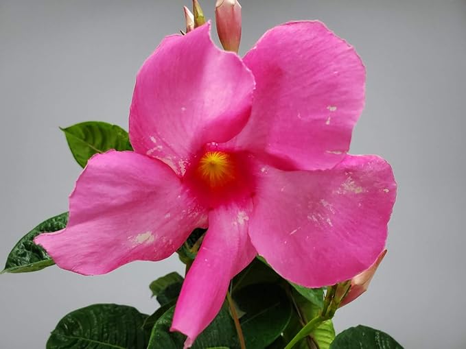Pink Mandevilla Plant Live Hanging Basket - 12" Basket - Overall Size 14" Wide by 18" Tall - Tropical Plants of Florida (Plant Only)