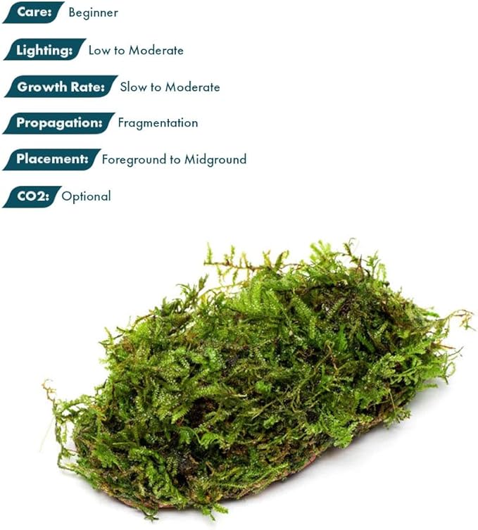 SubstrateSource Live Planted Decor - Christmas Moss (Vesicularia montagnei) on Clay - Low Light, Green Accent Freshwater Aquatic Plant, Foreground to Midground Placement for Aquascaping - 1 Pack