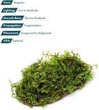 SubstrateSource Live Planted Decor - Christmas Moss (Vesicularia montagnei) on Clay - Low Light, Green Accent Freshwater Aquatic Plant, Foreground to Midground Placement for Aquascaping - 1 Pack
