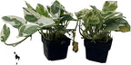 N Joy Pothos - Epipremnum aureum - 2 Plants 3" Pots - Good in Low Light