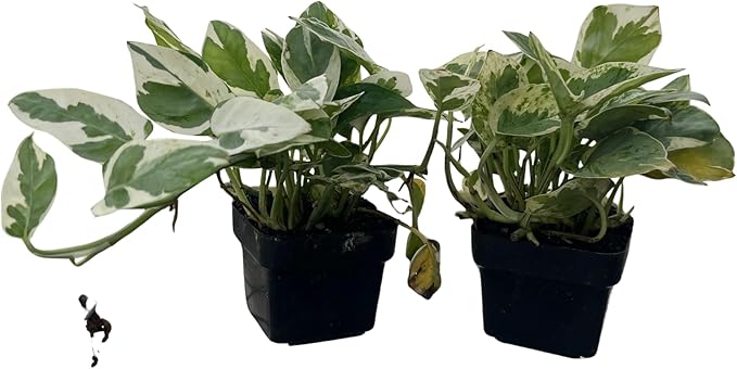N Joy Pothos - Epipremnum aureum - 2 Plants 3" Pots - Good in Low Light