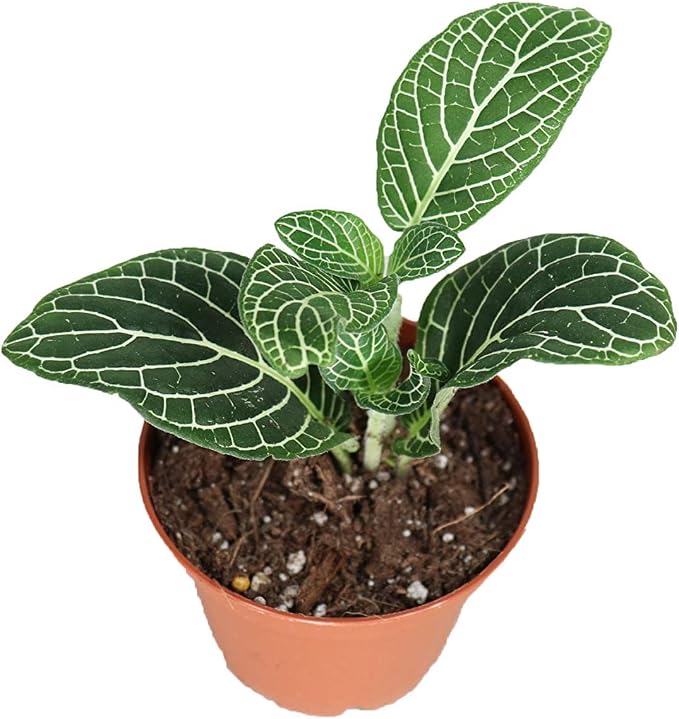 White Nerve Fittonia - 2.5" from California Tropicals
