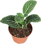 White Nerve Fittonia - 2.5" from California Tropicals