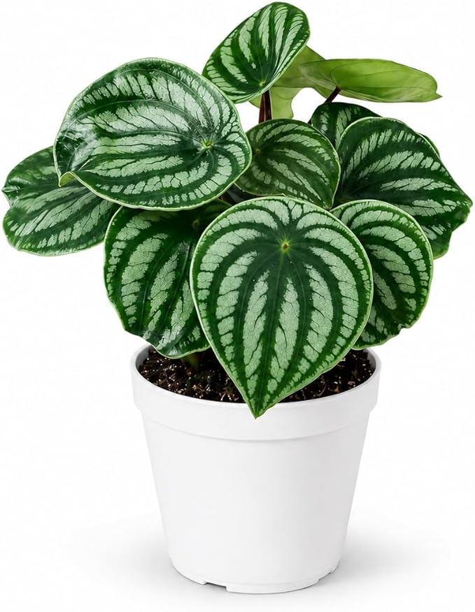 Peperomia Watermelon Live Plant, Indoor House Plant, Colorful Peperomia Plant, Live Plants Indoor, Small Houseplant for Desk, Indoor Plants Live Houseplants