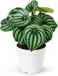 Peperomia Watermelon Live Plant, Indoor House Plant, Colorful Peperomia Plant, Live Plants Indoor, Small Houseplant for Desk, Indoor Plants Live Houseplants