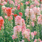 Mix Snapdragon Seeds for Planting, 200+pcs Rare Midnight Snapdragon Perennial Flower Seeds Plants, Non-GMO Heirloom Beauty Hummingbird Pollinate Flowers for Home Garden Outdoors