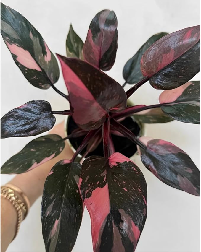 Philodendron Black Cherry Pink Princess, Indoor Plant, Variegated Leaves, Black-Pink-Cherry Colors, 4 Inch Planter, Bright Indirect Light, Live Plant