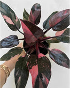 Philodendron Black Cherry Pink Princess, Indoor Plant, Variegated Leaves, Black-Pink-Cherry Colors, 4 Inch Planter, Bright Indirect Light, Live Plant