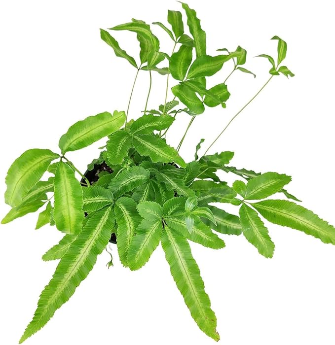Pteris Cretica 'Albo Fern' (6 inch) - Pet-Friendly Houseplants - Attractive Indoor Plants, Easy to Grow, Pet Safe Plants for Cats & Dogs, Ideal for Home Decor, Office & Gift